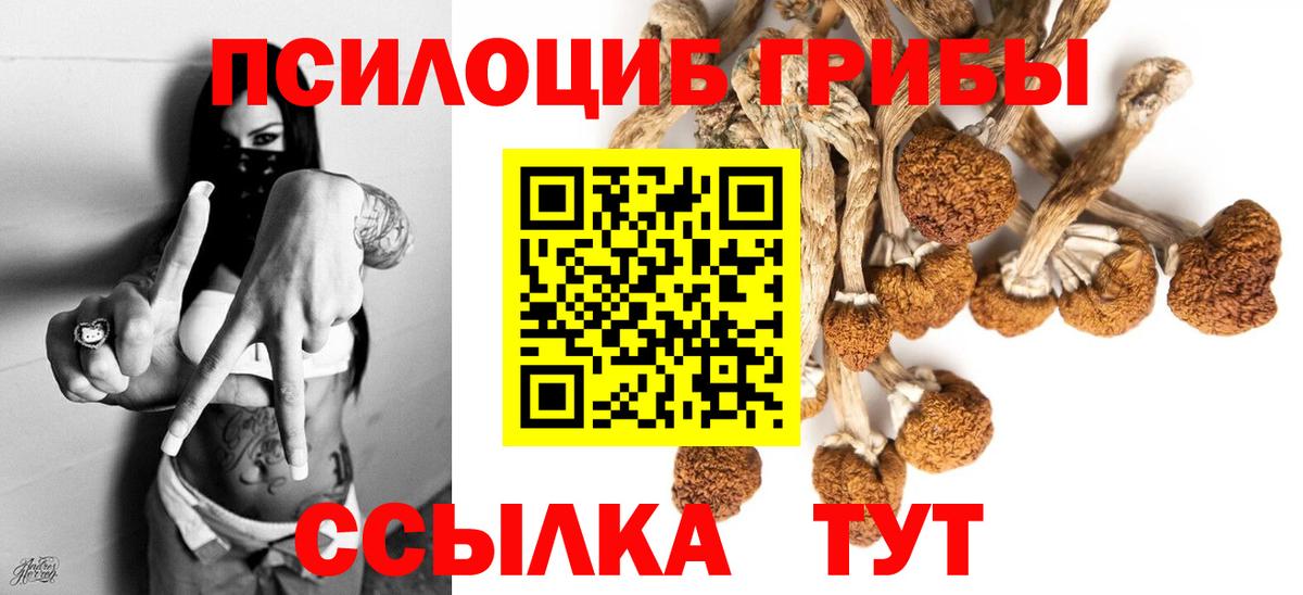 Псилоцибиновые грибы Cubensis Кызыл